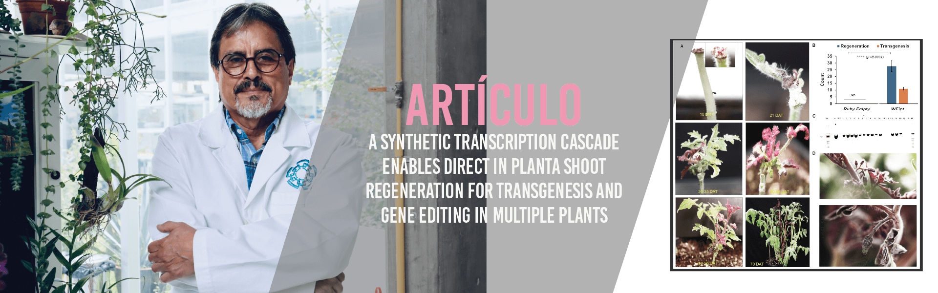 A synthetic transcription cascade enables direct in planta shoot regeneration for transgenesis and gene editing in multiple plants