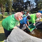 Preliberan mil ajolotes nacidos en la Unidad de Genómica Avanzada del Cinvestav