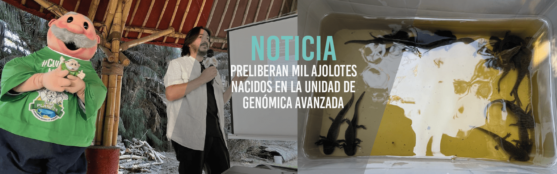 Preliberan mil ajolotes nacidos en la Unidad de Genómica Avanzada