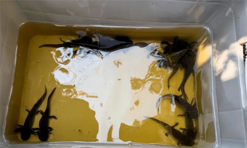 Preliberan en axolotario de Xochimilco ajolotes reproducidos por el...