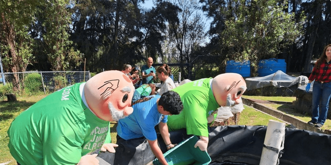UGA prelibera mil ajolotes mexicanos; planean llevarlos a Xochimilco