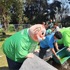 UGA prelibera mil ajolotes mexicanos; planean llevarlos a Xochimilco