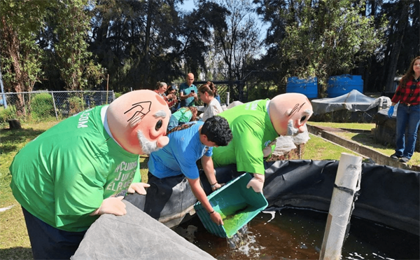 UGA prelibera mil ajolotes mexicanos; planean llevarlos a Xochimilco