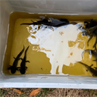 Preliberan mil ajolotes del proyecto AxoArca para avanzar en su conservación