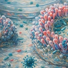 Organoides intestinales para el estudio de infecciones