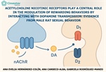 Acetylcholine nicotinic receptors play a central role in the modulation of rewarding behaviors by interacting with dopamine transmission: evidence from male rat sexual behavior