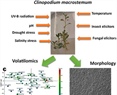 Volatile and Morphological Variation in Clinopodium macrostemum Explants Induced by Biotic and Abiotic Stress