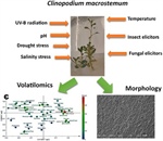 Volatile and Morphological Variation in Clinopodium macrostemum Explants Induced by Biotic and Abiotic Stress