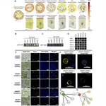 Conserved and novel roles of the bHLH transcription factor SPATULA in tomato
