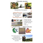 Host-Dependent Phytochemical Profiles and Antioxidant and Hypoglycemic Activities of Mexican Mistletoe (Psittacanthus calyculatus) Organs
