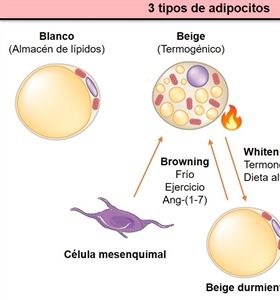 Identifican molécula que podría ser útil en el tratamiento de la obesidad