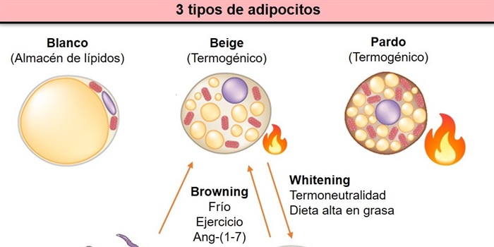 Identifican molécula que podría ser útil en el tratamiento de la obesidad