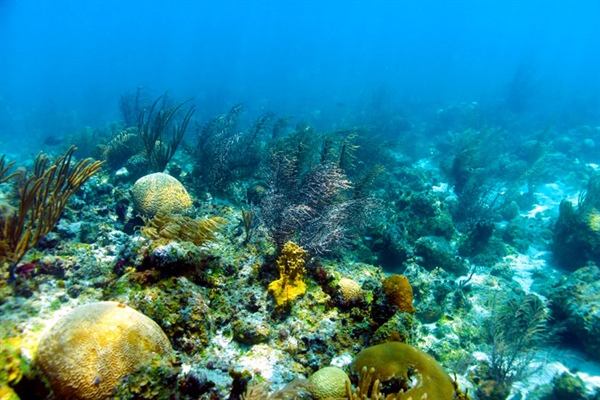 Arrecife Alacranes, potencial refugio frente al blanqueamiento de los corales