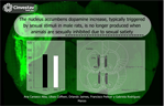 The nucleus accumbens dopamine increase, typically triggered by sexual stimuli in male rats, is no longer produced when animals are sexually inhibited due to sexual satiety.