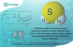 Hydrogen sulfide prevents the vascular dysfunction induced by severe traumatic brain injury in rats by reducing reactive oxygen species and modulating eNOS and H2S-synthesizing enzyme expression.