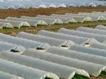 Generan material biodegradable para elaboración de invernaderos
