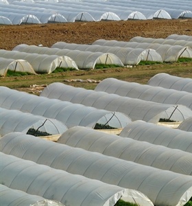 Generan material biodegradable para elaboración de invernaderos