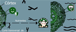 Ground tissue circuitry regulates organ complexity in maize and Setaria