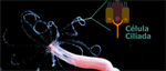 Cnidarian hair cell development illuminates an ancient role for the class IV POU transcription factor in defining mechanoreceptor identity