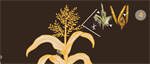 Recruitment of an ancient branching program to suppress carpel development in maize flowers