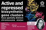 Active and repressed biosynthetic gene clusters have spatially distinct chromosome states