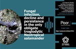 Fungal infection, decline and persistence in the only obligate troglodytic Neotropical salamander