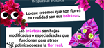 ¿Qué tienen en común la Bugambilia y una Nochebuena?