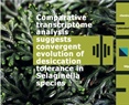 Comparative transcriptome analysis suggests convergent evolution of desiccation tolerance in Selaginella species