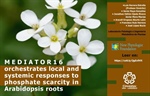 MEDIATOR16 orchestrates local and systemic responses to phosphate scarcity in Arabidopsis roots