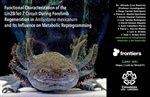 Functional Characterization of the Lin28/let-7 Circuit During Forelimb Regeneration in Ambystoma mexicanum and Its Influence on Metabolic Reprogramming