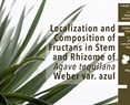 Localization and Composition of Fructans in Stem and Rhizome of Agave tequilana Weber var. azul