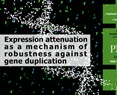 Expression attenuation as a mechanism of robustness against gene duplication