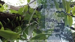 Genotyping-By-Sequencing diversity analysis of international Vanilla collections uncovers hidden diversity and enables plant improvement