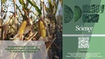 Ground tissue circuitry regulates organ complexity in maize and Setaria
