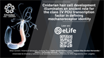 Cnidarian hair cell development illuminates an ancient role for the class IV POU transcription factor in defining mechanoreceptor identity