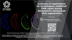 Evidence of requirement for homologous-mediated DNA repair during Ambystoma mexicanum limb regeneration
