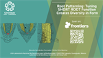 Root Patterning: Tuning SHORT ROOT Function Creates Diversity in Form