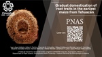 Gradual domestication of root traits in the earliest maize from Tehuacán