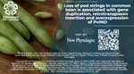 Loss of pod strings in common bean is associated with gene duplication, retrotransposon insertion and overexpression of PvIND