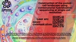 Construction of the axolotl cell landscape using combinatorial hybridization sequencing at single-cell resolution