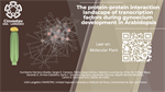 The protein–protein interaction landscape of transcription factors during gynoecium development in Arabidopsis
