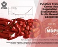 Putative Transcription Factor Genes Associated with Regulation of Carotenoid Biosynthesis in Chili Pepper Fruits Revealed by RNA-Seq Coexpression Analysis