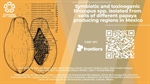 Symbiotic and toxinogenic Rhizopus spp. isolated from soils of different papaya producing regions in Mexico