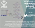 Trichoderma atroviride hyphal regeneration and conidiation depend on cell-signaling processes regulated by a microRNA-like RNA