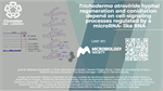 Trichoderma atroviride hyphal regeneration and conidiation depend on cell-signaling processes regulated by a microRNA-like RNA
