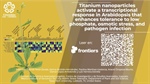 Titanium nanoparticles activate a transcriptional response in Arabidopsis that enhances tolerance to low phosphate, osmotic stress and pathogen infection