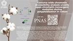 Genome-wide chromatin accessibility analysis unveils open chromatin convergent evolution during polyploidization in cotton