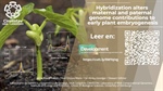 Hybridization alters maternal and paternal genome contributions to early plant embryogenesis