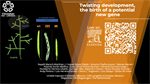 Twisting development, the birth of a potential new gene