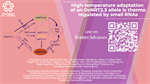 High-temperature adaptation of an OsNRT2.3 allele is thermoregulated by small RNAs
